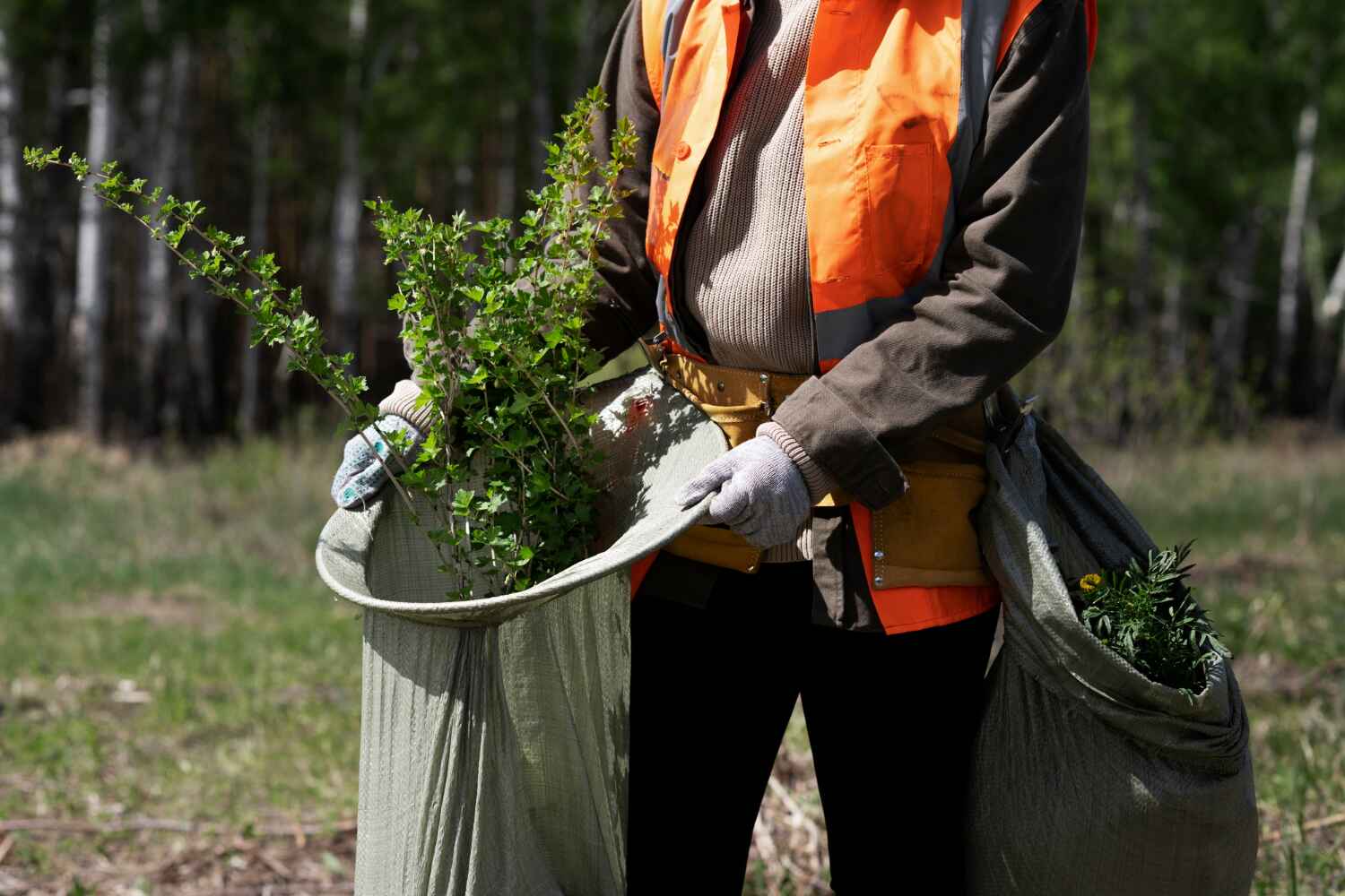 Best Tree Disease Treatment  in Madeira Beach, FL